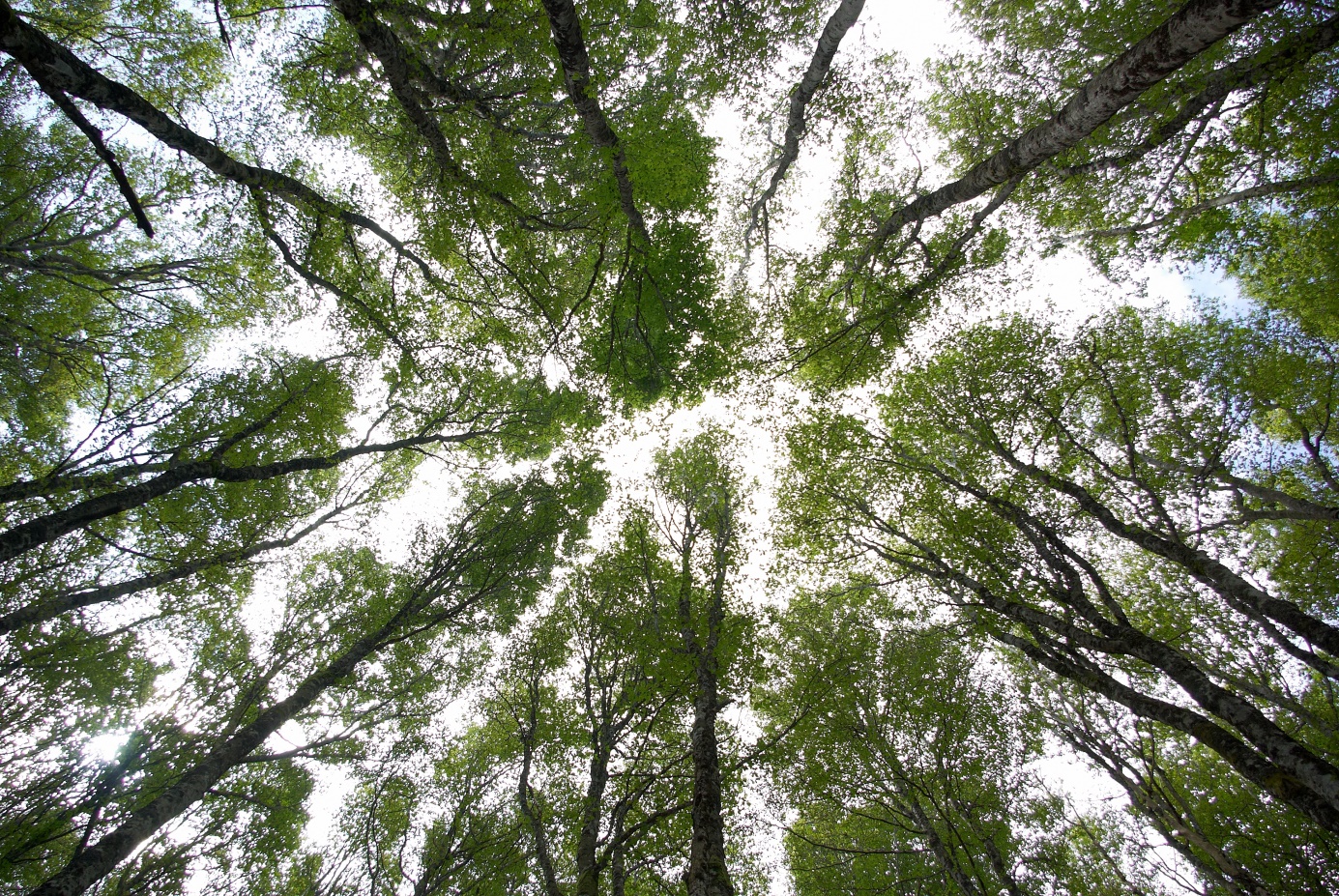 Cime des arbres