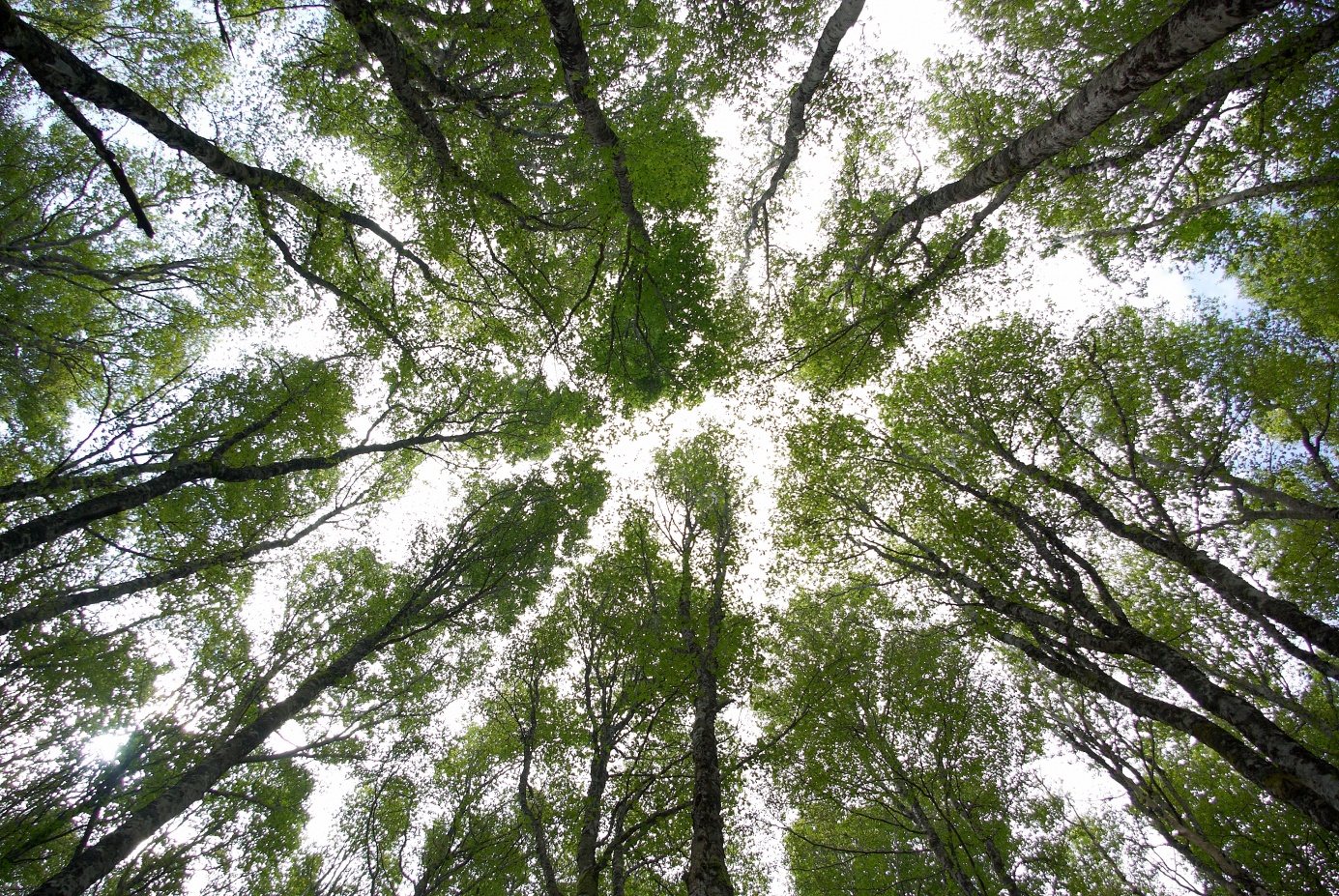 Cime des arbres