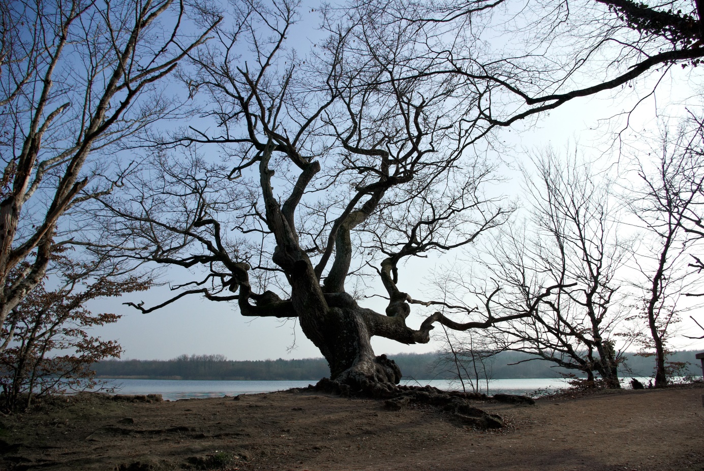 arbre en Brenne, credit photo Lionel Déglise