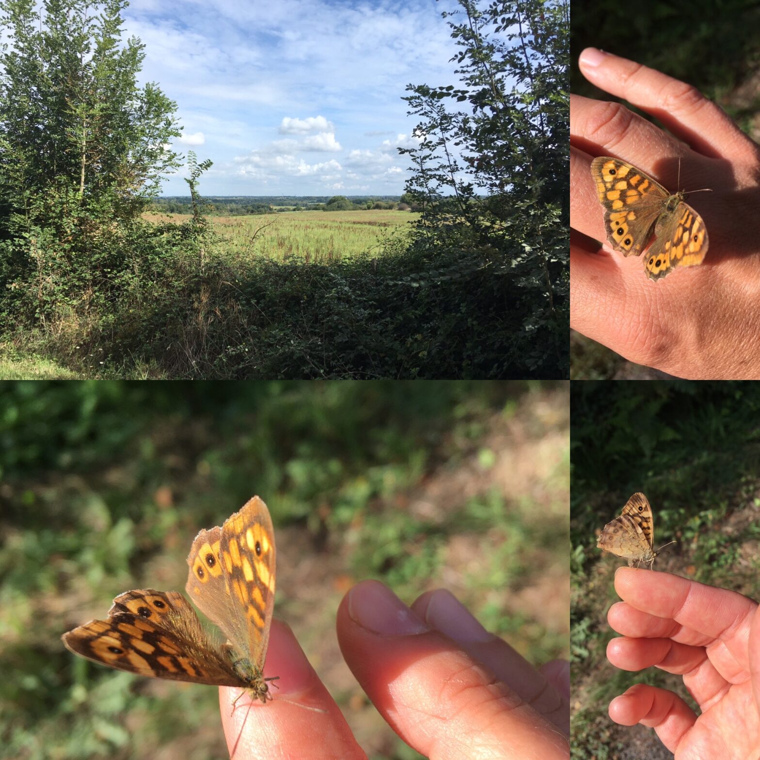 Papillon au vol si léger