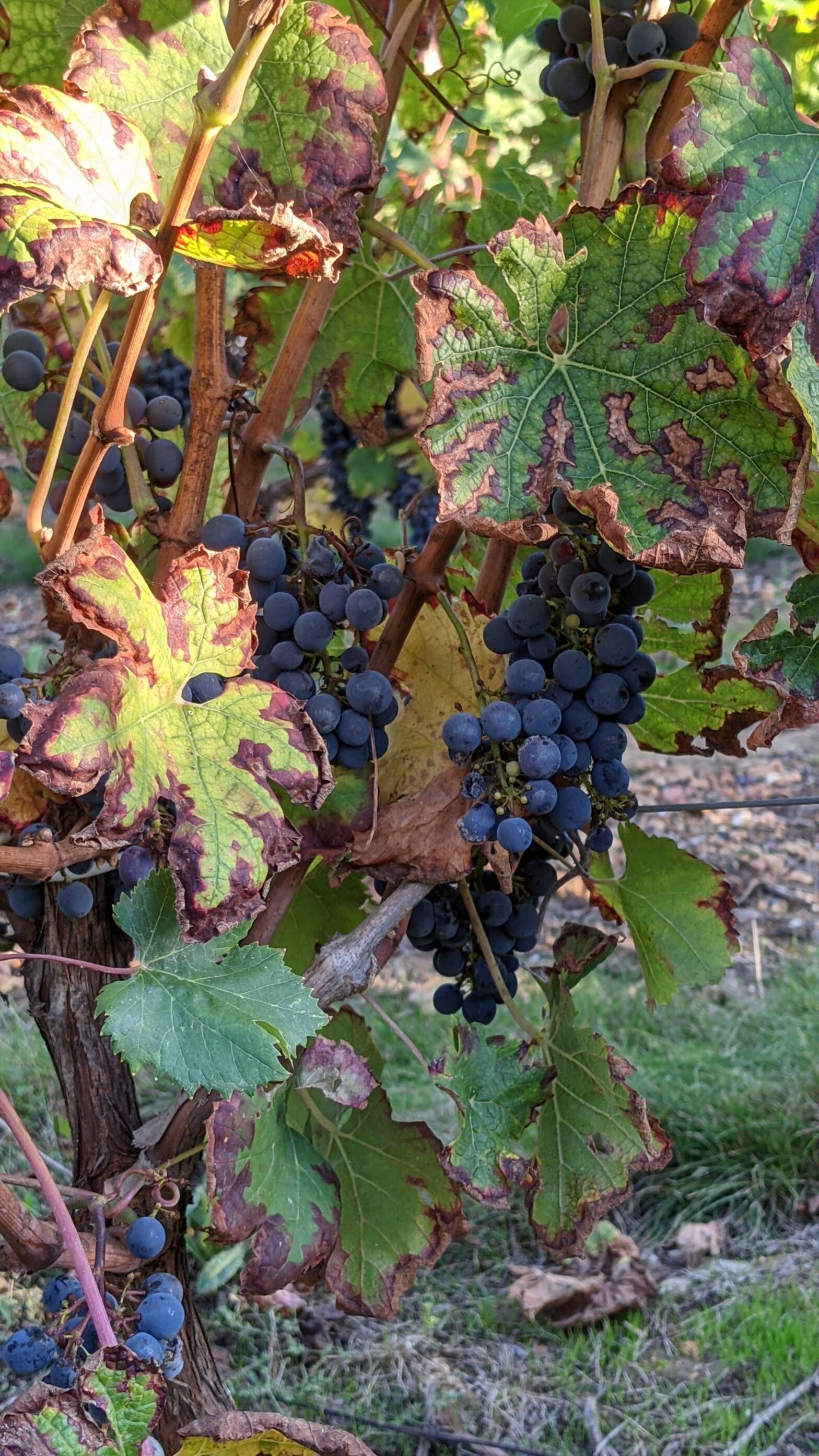 feuille de vigne Touraine