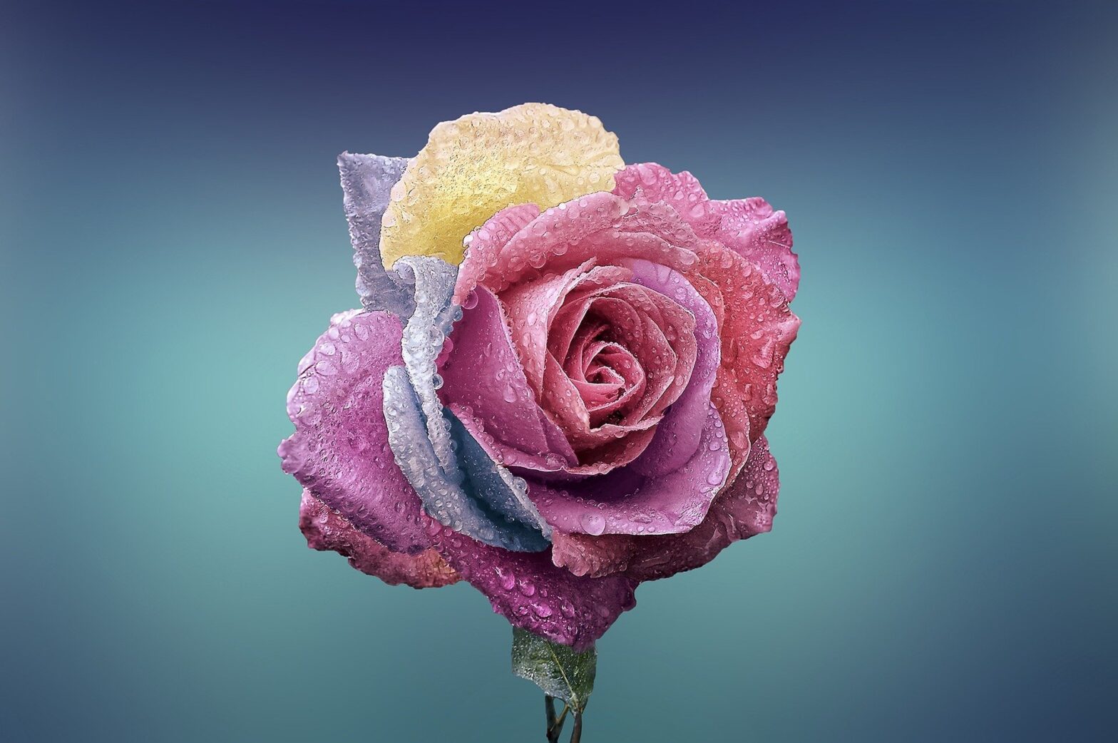 rose-g118bf13f7_1920