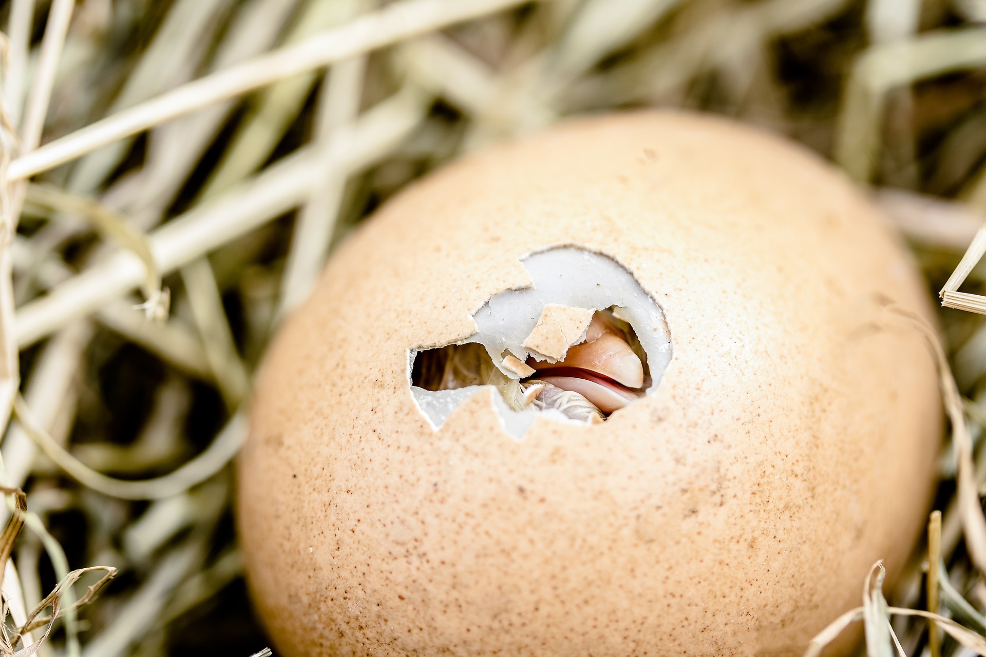 hatching-chicks-g5b2bc34dd_1920