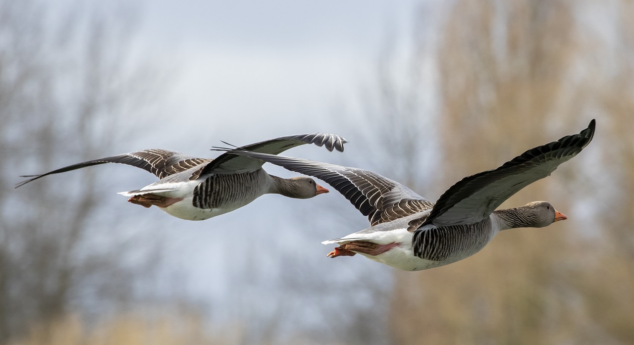 flying-geese-4913534_1280