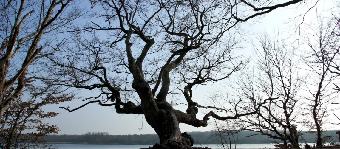 arbre en Brenne, credit photo Lionel Déglise