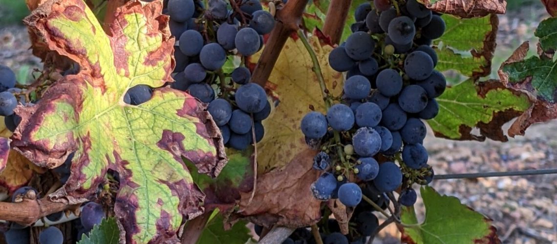 feuille de vigne Touraine